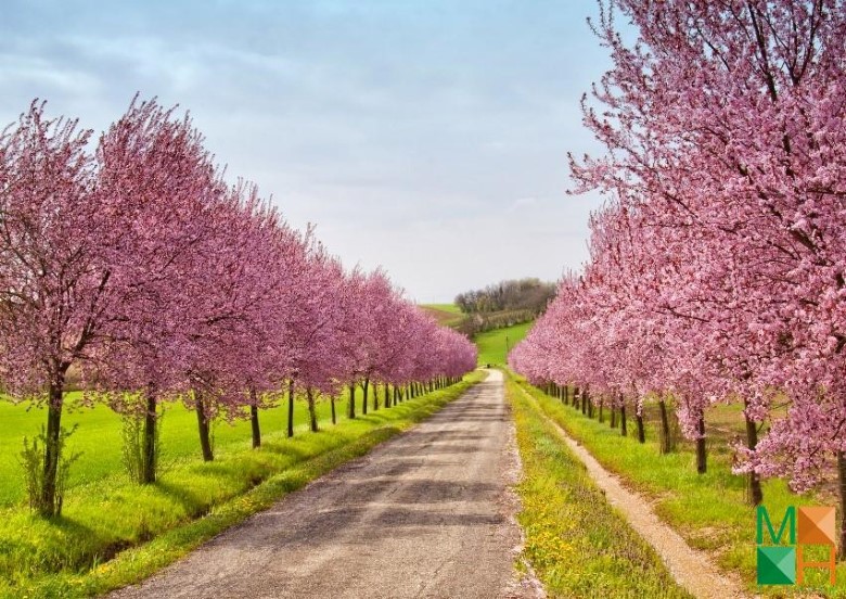 Tranh dán tường Hàn Quốc 3d khổ lớn tại Hà Nội NA - 253